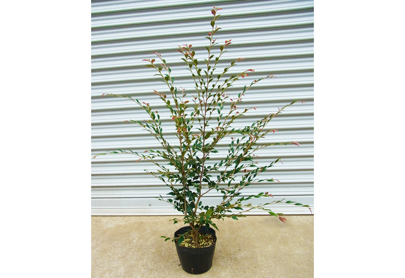 カメリア 'エリナ' Camellia-elina | かわむら園